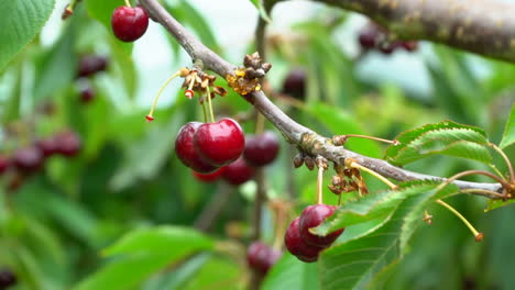 cerca de las cerezas rojas maduras que se recogen a mano del arbusto de cerezas