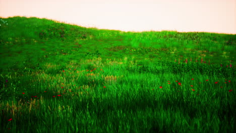 a beautiful meadow with red poppies