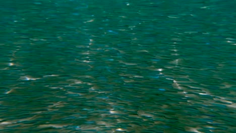 incredible undersea view of fish colony swimming in natural underwater environment