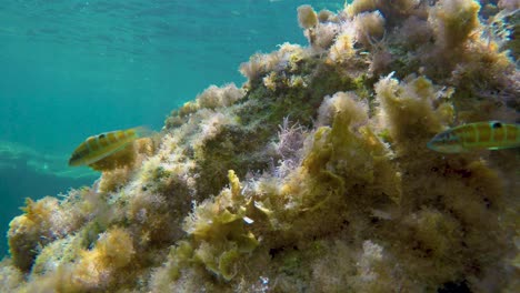 peces nadando junto a la cámara en el océano