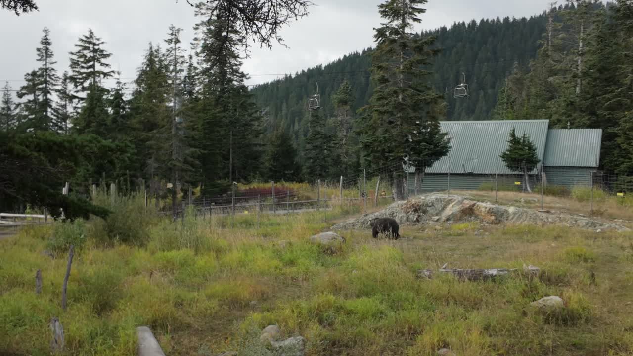 Gimbal super wide tracking shot of the grizzly bear refuge at Grouse Mountain during the fall season in North Vancouver, British Columbia, Canada. 4K