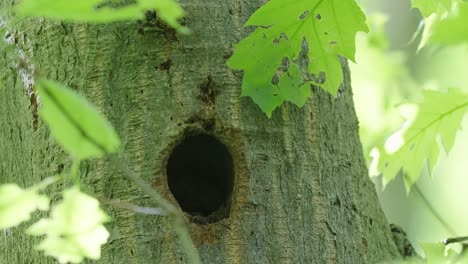 Vista-De-Cerca-De-Un-Pájaro-Carpintero-Manchado-Esperando-Pacientemente-A-Que-La-Madre-Traiga-Comida-A-Través-Del-Agujero-Del-Nido-En-El-árbol