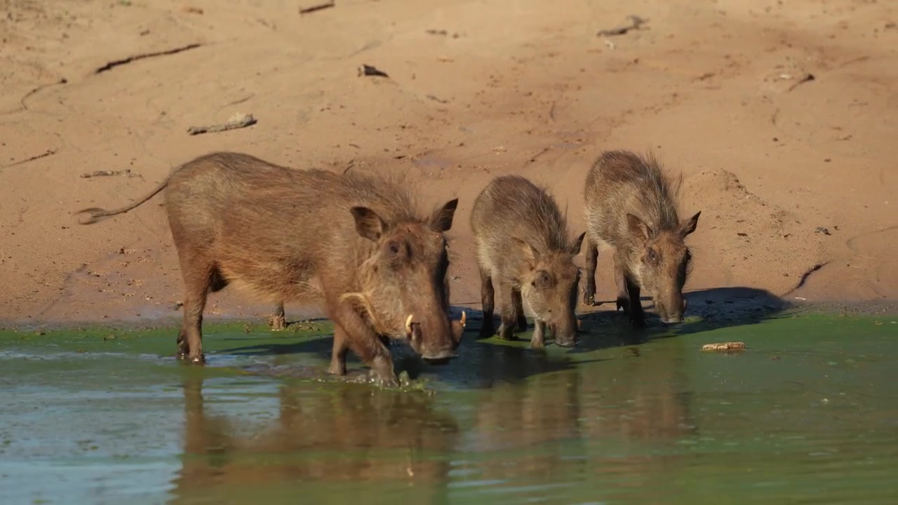 Una facocero femmina e i suoi tre cuccioli arrivano alla pozza d'acqua per bere, Riserva di caccia di Mkhuze, Sudafrica