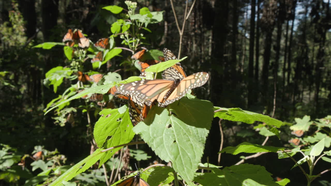 A group of butterflies sitting on a small tree in the monarch butterfly biosphere reserve in Michoac&aacute;n, Mexico