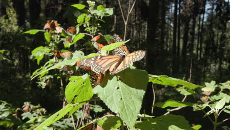 un grupo de mariposas sentadas en un pequeño árbol en la reserva de la biosfera de mariposas monarca en michoacán, méxico