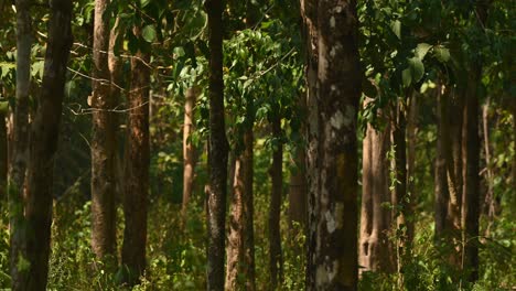 Eine-Umgekehrte-Aufnahme-Eines-Dunklen-Waldes-Mit-Schweren-Schatten,-Die-Von-Einer-Nachmittagssonne-Im-Schutzgebiet-Huai-Kha-Kaeng-In-Thailand-An-Einem-Sehr-Heißen-Sommertag-Geworfen-Werden