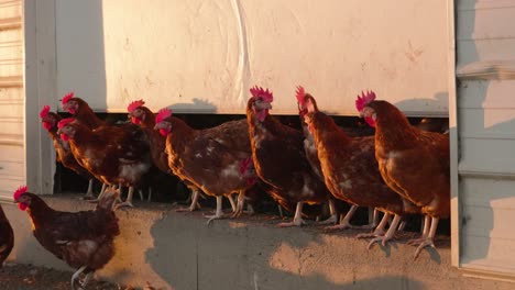 flock of brown chickens wait on ledge under hen house door before jumping off at sunset in slow motion with shadows and sun flares on barn