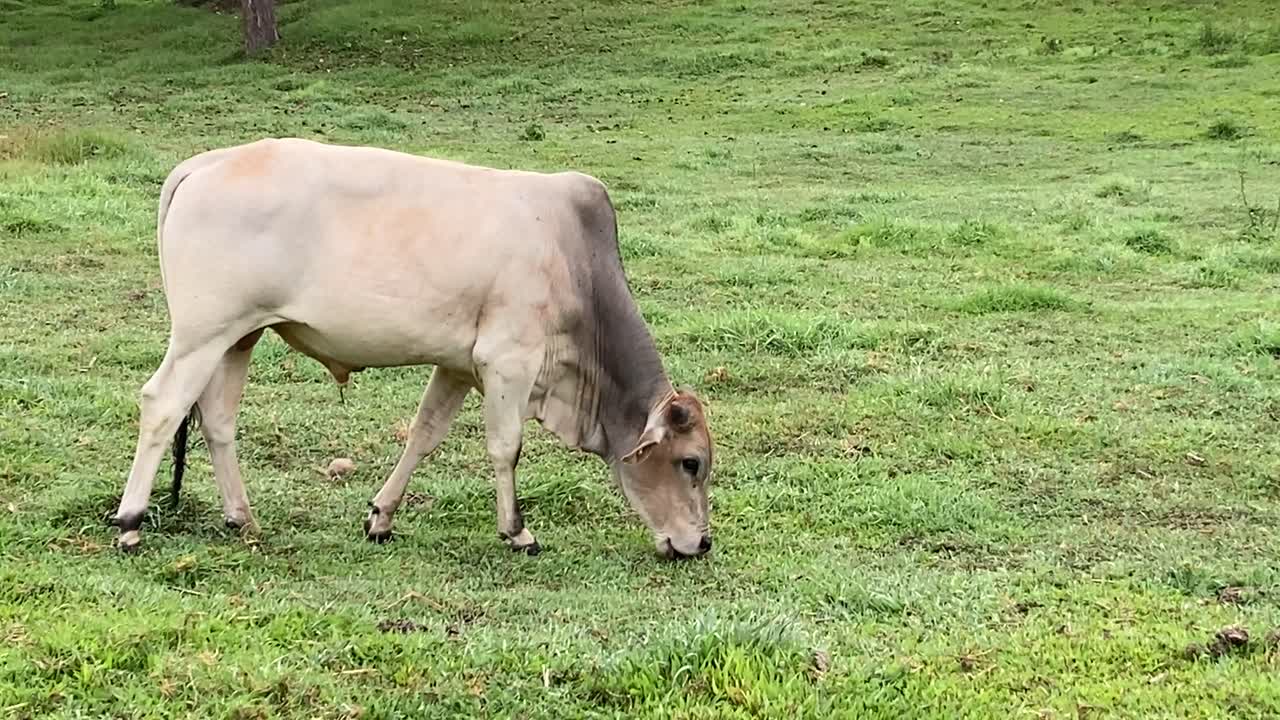White Brahman bull cow grazing on green grass in field, side view