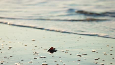 Low-angle-macro-shot-of-leaf-on-wet-sandy-beach-during-sunrise