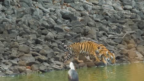 tiger cub approaches his mother and both walk away from water into the jungle