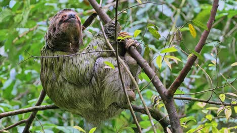 Un-Perezoso-De-Tres-Dedos-Posado-En-Las-Copas-De-Los-árboles-De-Las-Selvas-Tropicales-Del-Parque-Nacional-Rincón-De-La-Vieja-En-Liberia-Costa-Rica