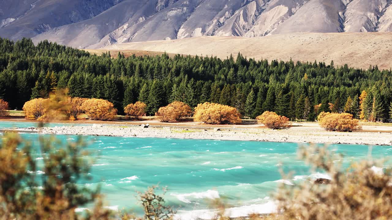 Vibrant turquoise Lake Tekapo with autumn trees and pine forest, mountains in background. Wind creates ripples and sways foreground branches. Daylight, static wide shot