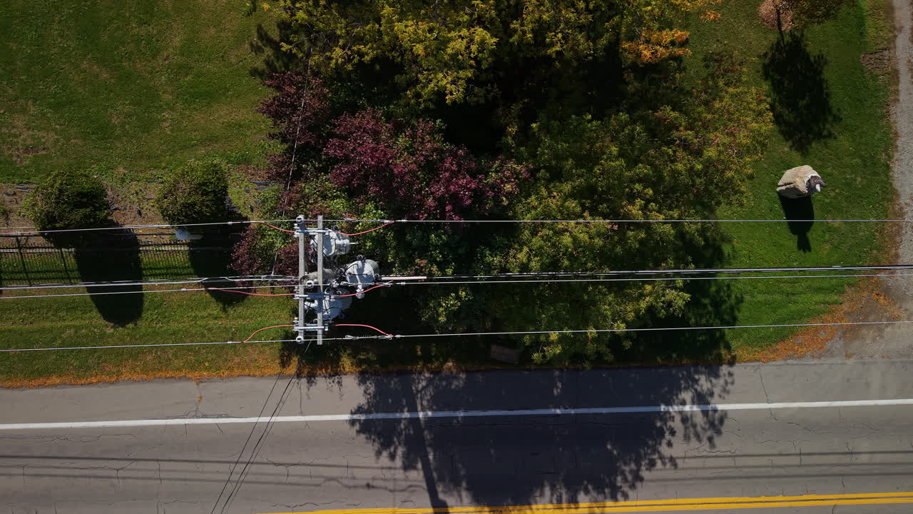 Aerial view of a sheep and a telephone pole