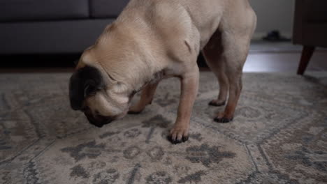 pug olfateando en la sala de estar en la alfombra
