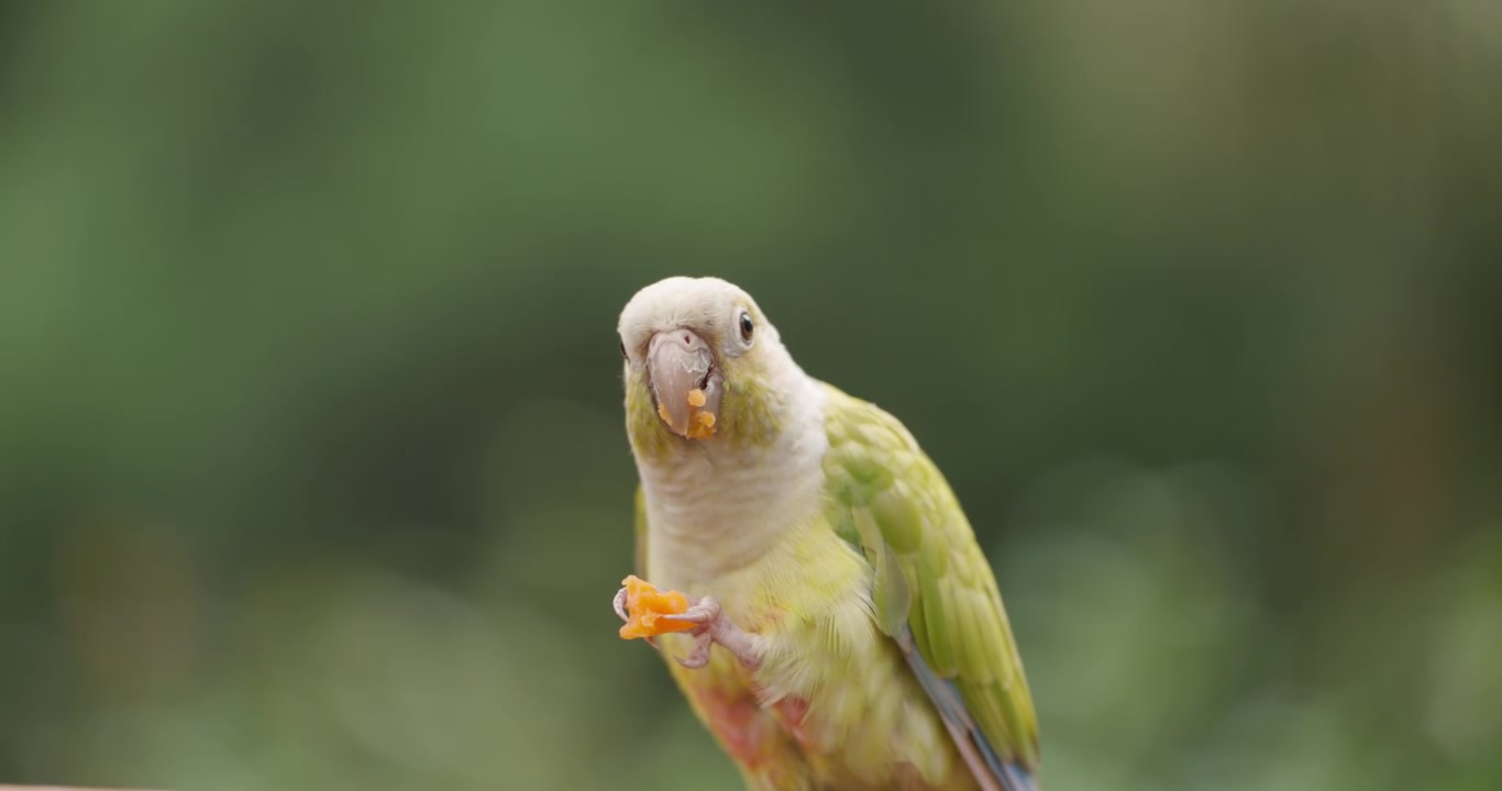 Primo piano estremo di un parrocchetto conuro dalle guance verdi che tiene e mangia un frutto d'arancia con la zampa su sfondo verde al Jeju Flower Bird Park Hwajoowon in Corea del Sud
