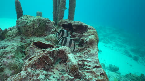 A-pair-of-banded-butterflyfish-relax-together-atop-a-brown-sponge,-surrounded-by-coral-in-the-Caribbean-sea