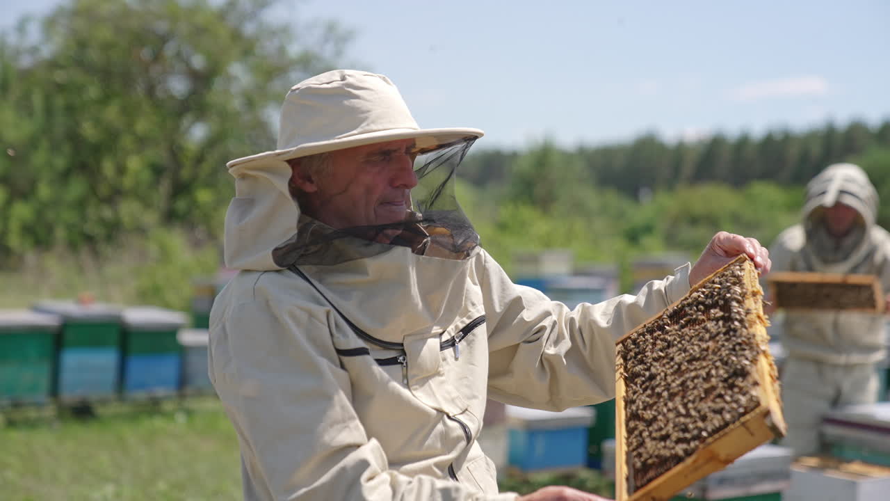 Old man having a frame covered with bees in his hands. Adult apiarist looking intently at honey frame. Circle movement.