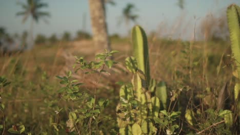 toma panorámica de plantas de cactus, otras plantas verdes y árboles en una playa durante el día
