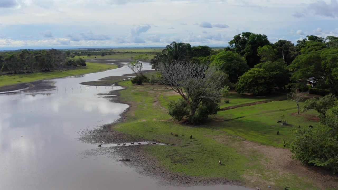 Gruppo di capibara che riposano sulla riva fangosa di una laguna umida poco profonda accanto a un albero spoglio e a una prateria verde nell'Orinoquia, Colombia, ripresa aerea con dolly a sinistra