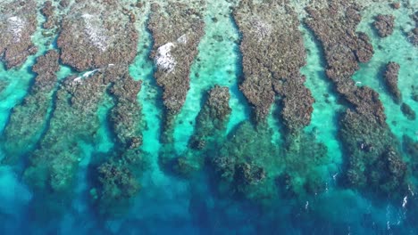 coral reef of utila island in honduras