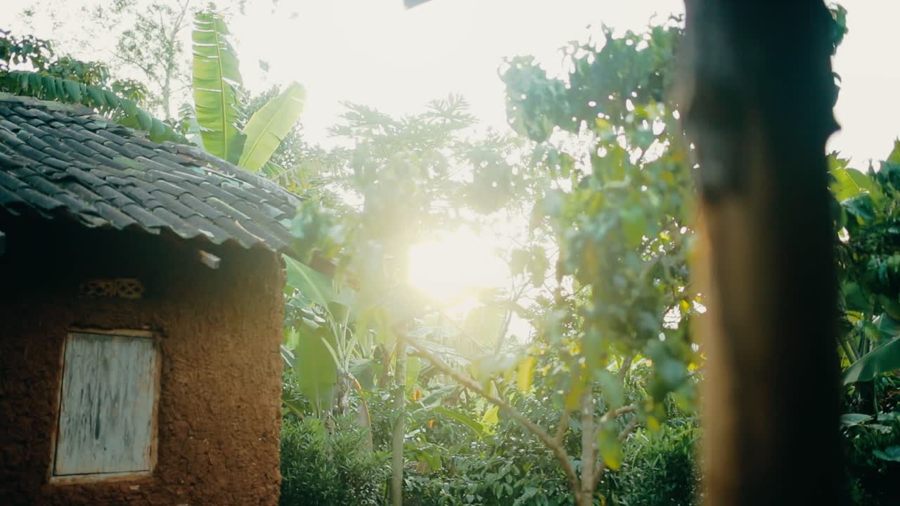 Early morning sun rays breaks through vegetation in African village