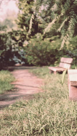 un parque sereno con bancos de madera y un camino de hierba