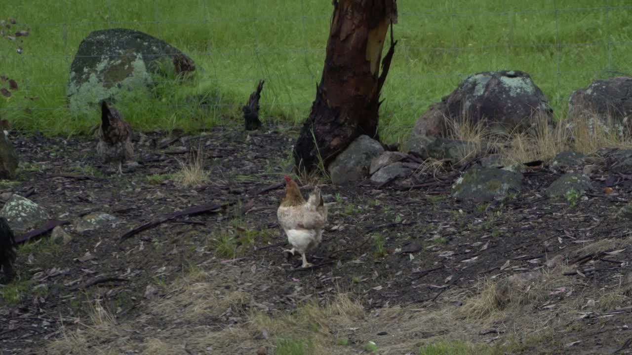 건강한 뒷마당 닭의 자연 개방 농장 야생 동물 그룹