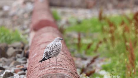 Gull standing on a pipe in Fife