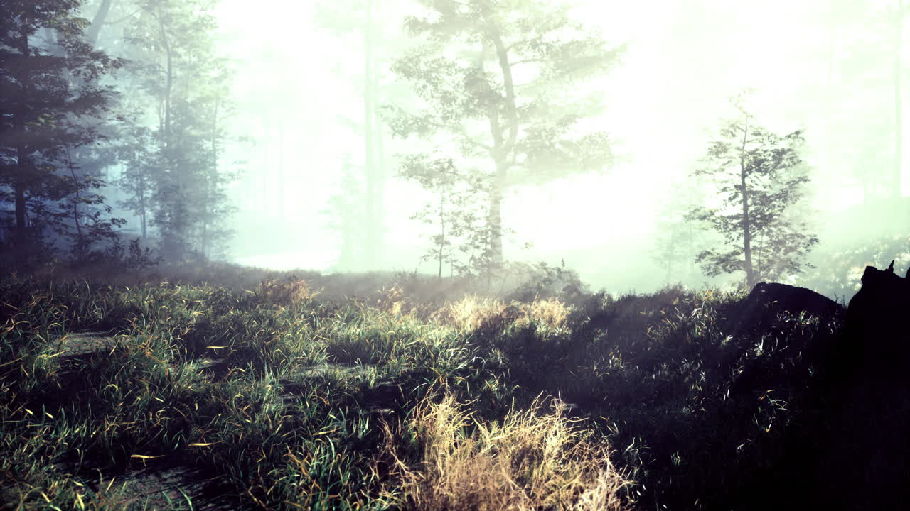 Mysterious fog envelops a tranquil forest landscape at dawn