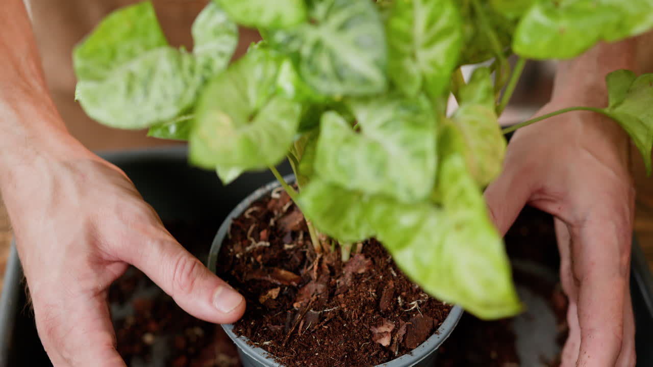 repotamiento de una planta de interior