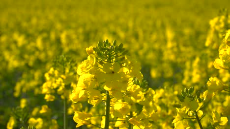 static close up view of single bright yellow rape plant with endless rape fields in the background