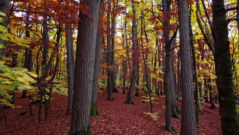 a serene forest video captures tall trees with vibrant autumn leaves from a ground-level angle