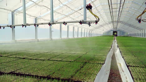 irrigation machine warering seedlings planted in trays in large greenhouse