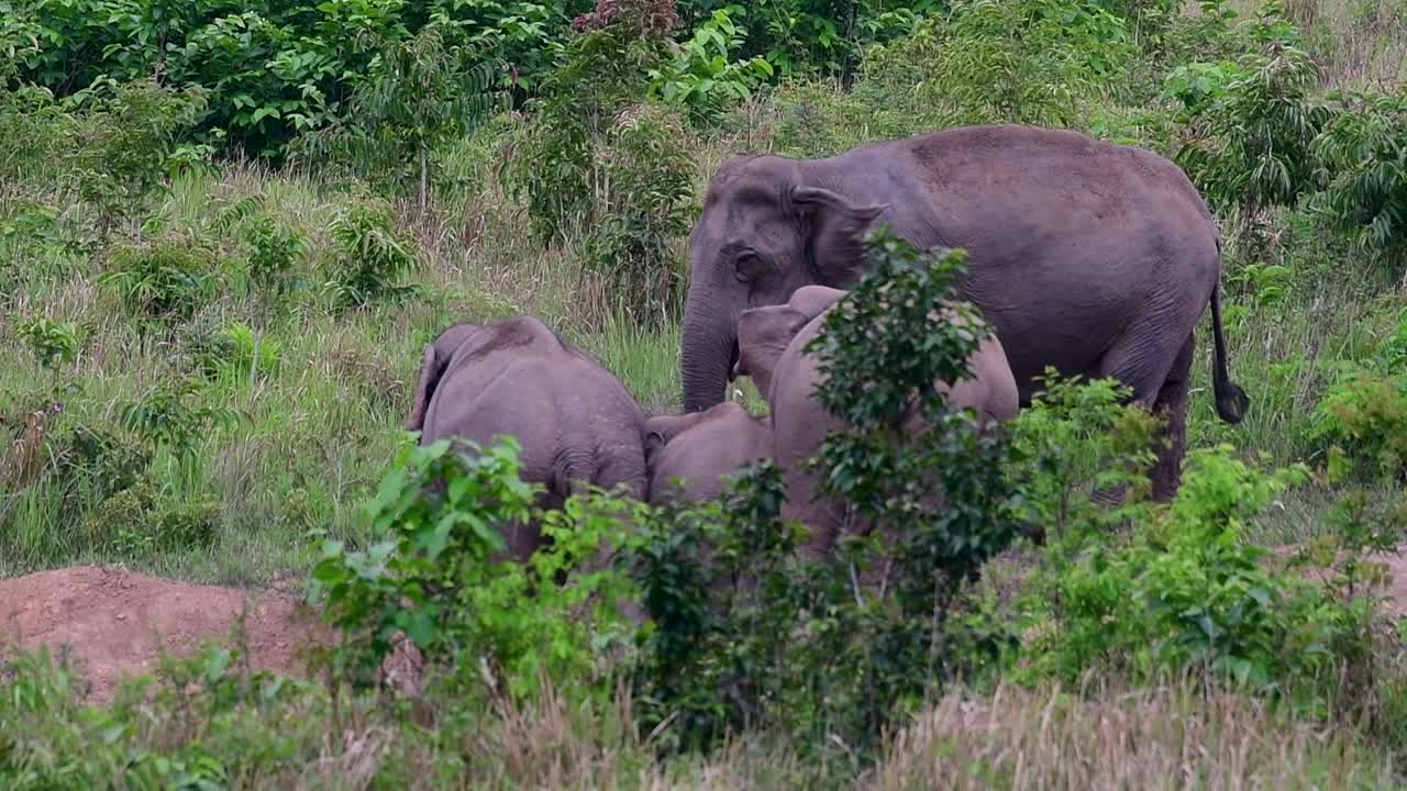 The Asiatic Elephants are endangered species and they are also residents of Thailand