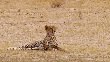 el guepardo tirado en el campo mira intensamente algo en la distancia y luego mira hacia otro lado en el calor altísimo en sudáfrica