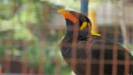 myna de la colina, negra brillante con sutiles acentos amarillos, se encuentra en la jaula, alerta y curiosa.