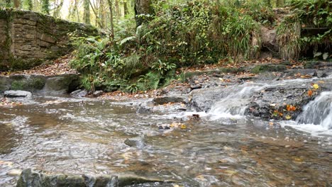 el agua del río en cascada fluye hacia el exuberante otoño woodland creek dolly de ángulo bajo a la izquierda
