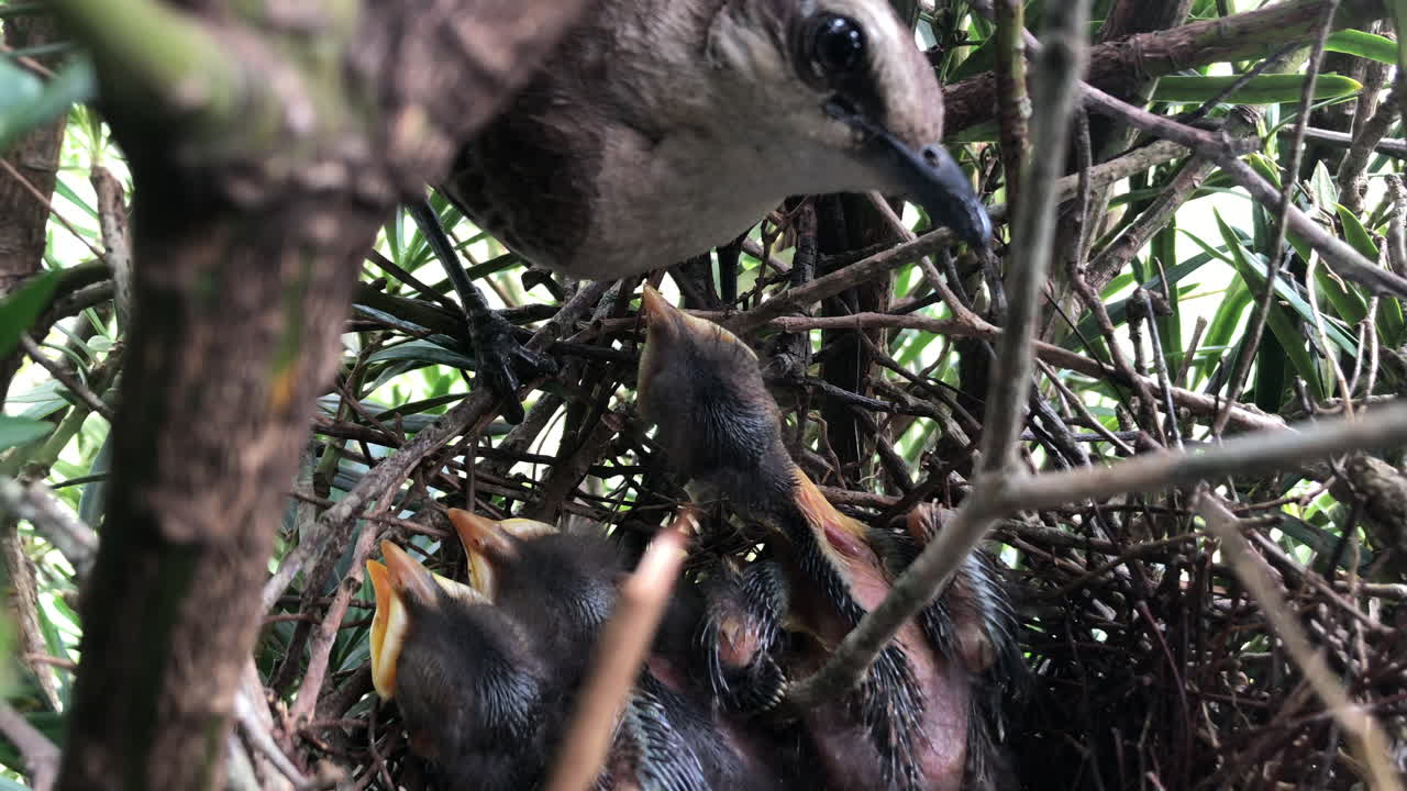 cría hambrienta de ruiseñor ceja de tiza mirando y esperando comida de su madre en el nido