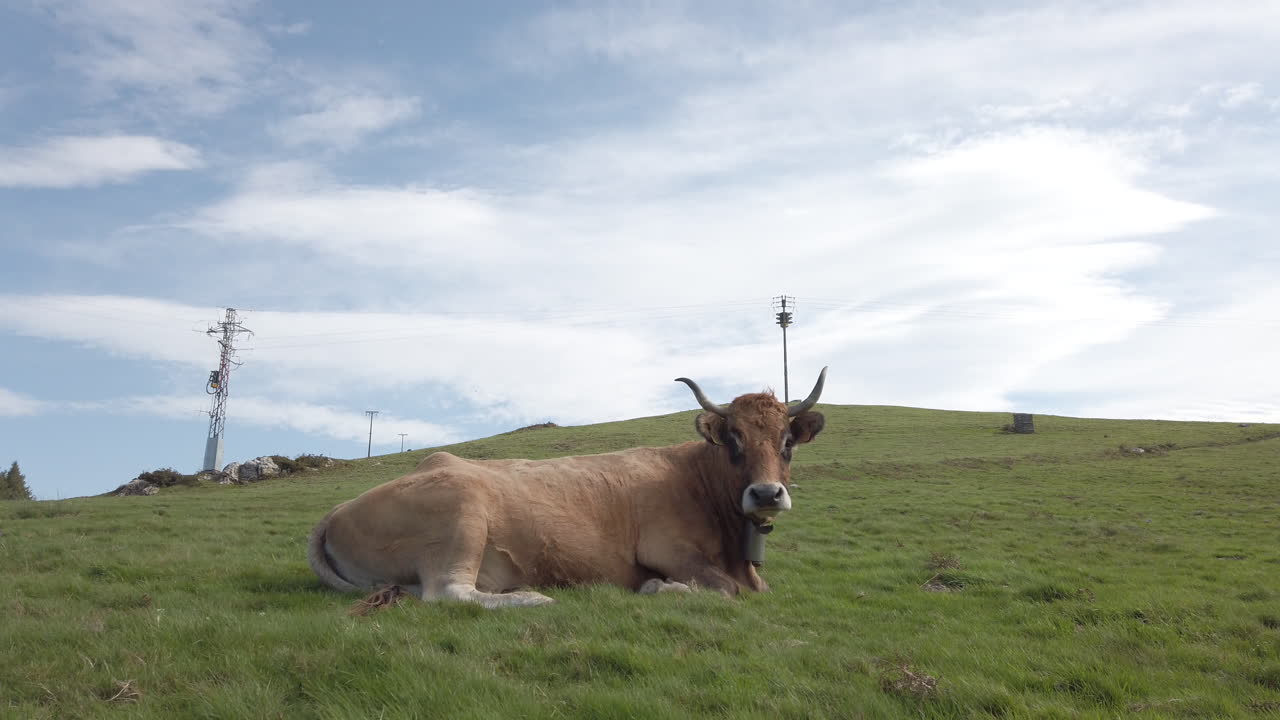 Cow resting in a green pasture