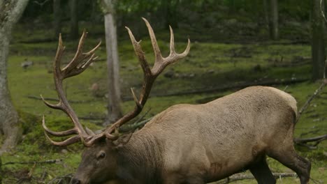 elk bull walks down muddy bank in rain slomo epic