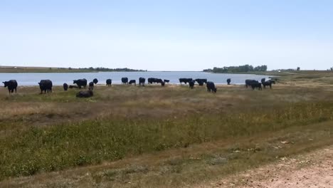 slow motion - cows in a field next to a lake on a sunny day near a small town in alberta canada