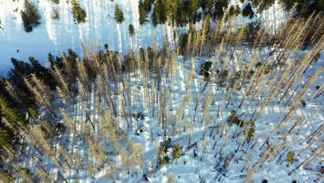 golden sunlight at evergreen forest in foothills of tatra during winter