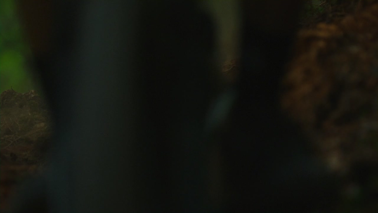 una bicicleta de montaña salta de un pequeño árbol en cámara lenta