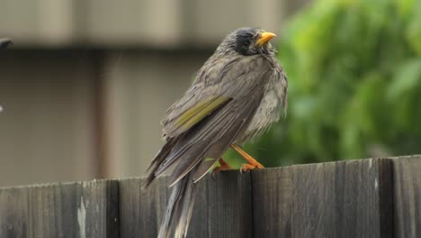 Noisy-Miner-Bird-Perched-On-Fence-Raining-Daytime-Australia-Gippsland-Victoria-Maffra