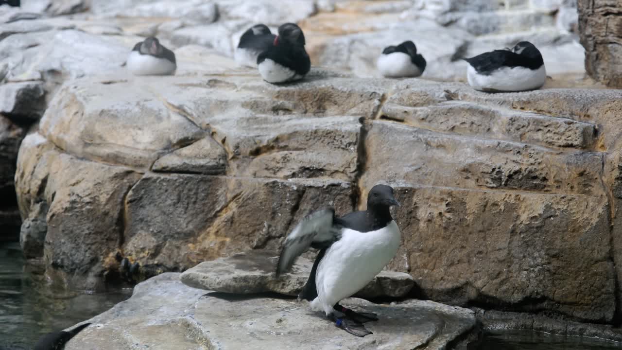 Puffins on Rocks Near Water