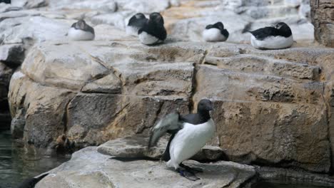 puffins on rocks near water