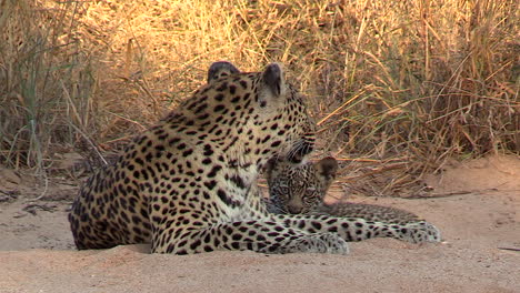 close view of female leopard resting on sandy ground with her cub