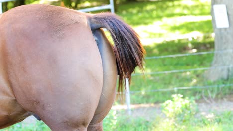 a horse's tail sways rhythmically in a sunlit pasture, capturing natural motion and vibrant lighting