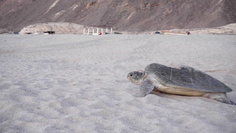 turtle on oman beach after laying eggs