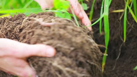 Farmer-picks-up-ball-of-soil-and-grass-roots-searching-for-worms,-close-up